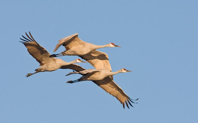 Three sandhill cranes flying.