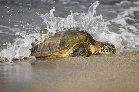 A wave splashing over a migrating loggerhead sea turtle on a beach.