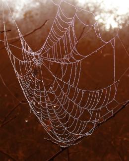 A spiderweb covered in dew drops.
