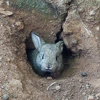 A brindle rabbit coming out of a rabbit hole in desert-like dirt.