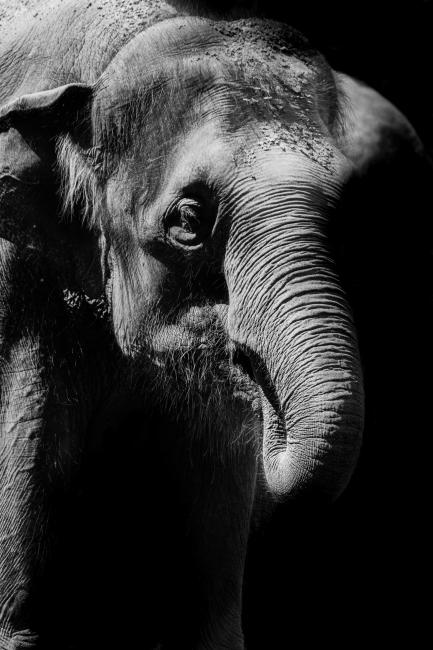 A black and white photograph of an elephant's head.